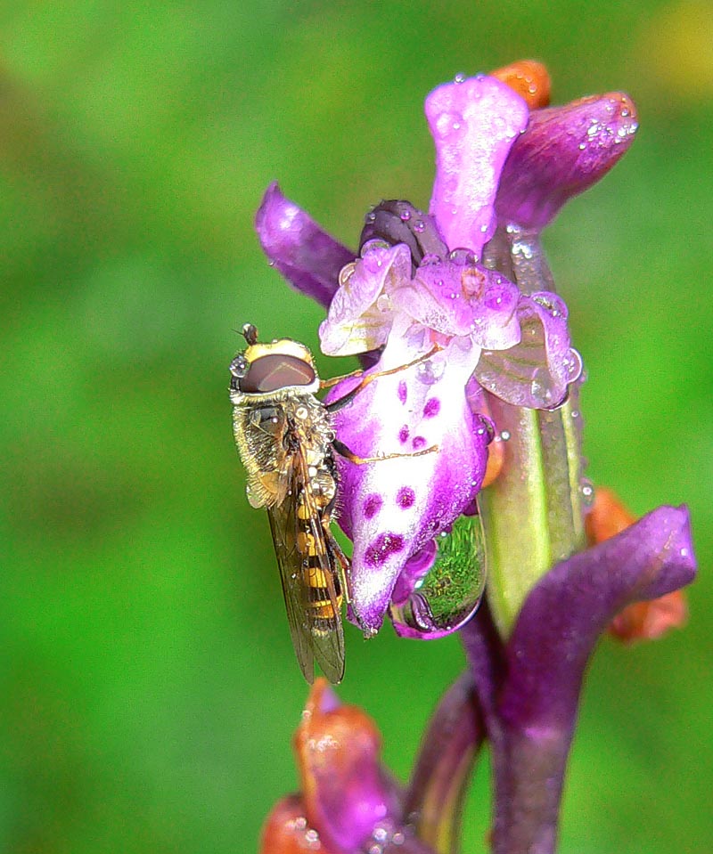 Bombylius e Episyrphus balteatus  su Orchis a Ficuzza (PA)